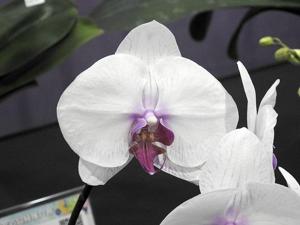 <i>Phalaenopsis</i> Fangmei Girl