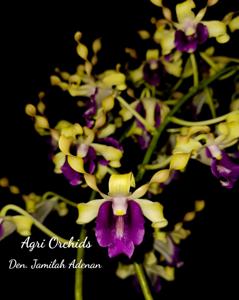 Dendrobium Jamilah Adenan