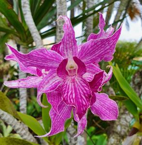 Dendrobium Sherry Abe