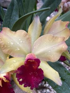 <i>Rhyncattleanthe</i> Raingreen's Carousel