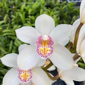 Cymbidium Barrita Brilliance