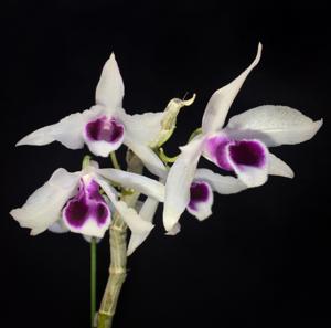 Dendrobium Hsinying Sweetscent