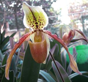 Paphiopedilum Payakka Leopard