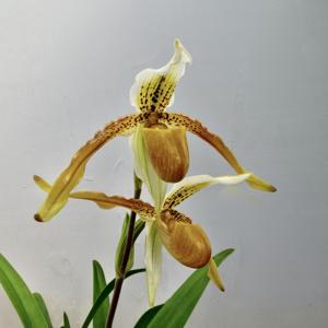 Paphiopedilum Payakka Leopard