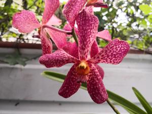 Aranda Françoise Desquiron