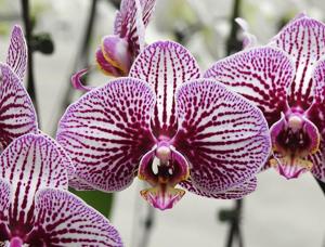 Phalaenopsis Fuller's Black Mask