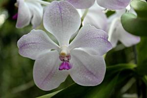 Vanda Edwin's White Romance