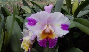 Rhyncholaeliocattleya Paradise Supernova