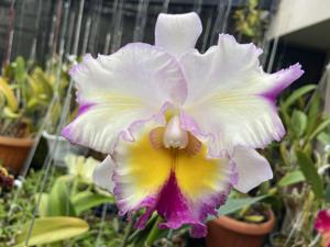 Rhyncholaeliocattleya Paradise Supernova