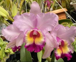 Rhyncholaeliocattleya Paradise Supernova