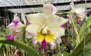 Rhyncholaeliocattleya Paradise Supernova