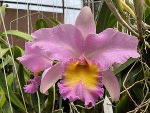 Rhyncholaeliocattleya Paradise Supernova