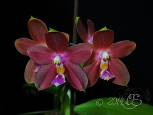 Phalaenopsis Sylvi's Gem