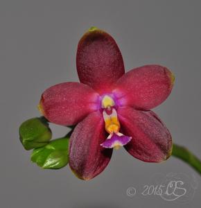 Phalaenopsis Sylvi's Gem