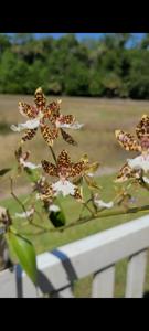 Oncidium Macsima