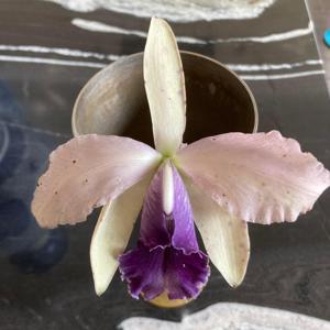 Cattleya Saxe Blue Jewel