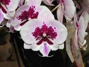 Phalaenopsis Lioulin Hot Lip