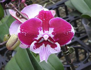 Phalaenopsis Lioulin Hot Lip