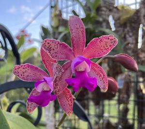 Myrmecocattleya Linda Marlene Curle