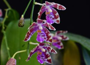 Phalaenopsis Almap