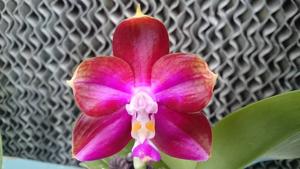 Phalaenopsis Mituo Reflex Dragon