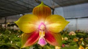 Phalaenopsis Mituo Reflex Dragon