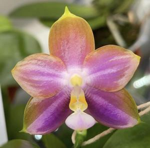 Phalaenopsis Mituo Reflex Dragon