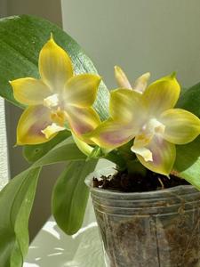 Phalaenopsis Mituo Reflex Dragon