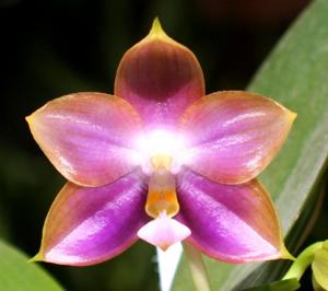 Phalaenopsis Mituo Reflex Dragon