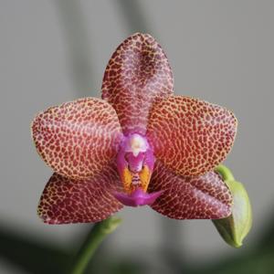 Phalaenopsis LD Sun Dragon