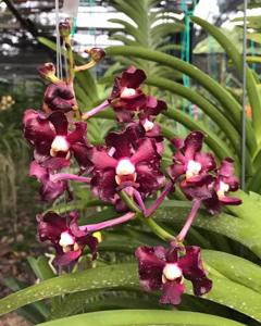 Vanda Greg Scott