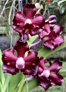Vanda Greg Scott