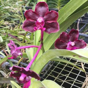 Vanda Greg Scott