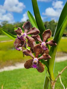 Vanda Greg Scott