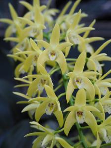 Dendrobium Brimbank Dream