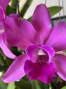 Myrmecatlaelia Carol de Biase