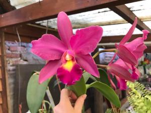 Rhyncholaeliocattleya Marta Battistessa