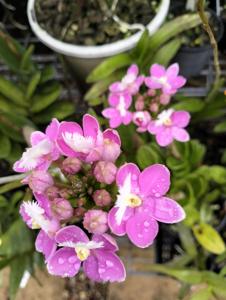 Epidendrum Pacific Spring
