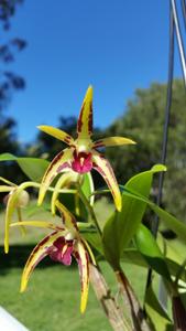 Dendrobium Izzylinc