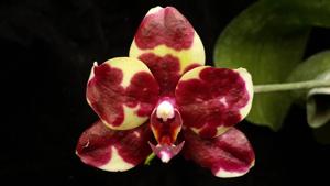 Phalaenopsis Zheng Min Koala