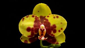 Phalaenopsis Zheng Min Koala