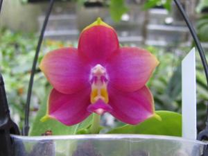 Phalaenopsis Zheng Min Neon