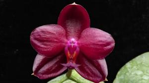 Phalaenopsis Zheng Min Cobra