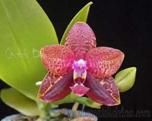 Phalaenopsis Zheng Min Smaragdine