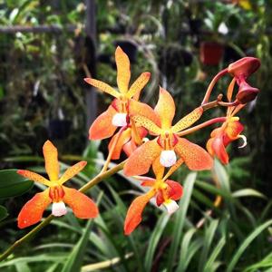 Renantanda SunCoast Sabai