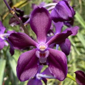 Vanda Karina Motes