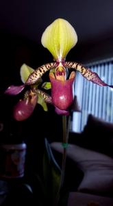 Paphiopedilum Victoria's Passion