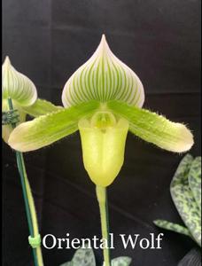 Paphiopedilum Oriental Wolf