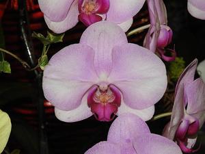 Phalaenopsis Miki Pink Lady