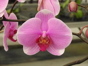 Phalaenopsis Miki Pink Lady